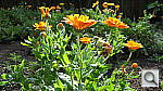 Click to see YIMG_0526.JPG