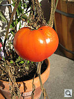 Click to see YIMG_0531.JPG