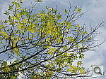 Click to see YIMG_3693.JPG