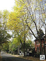 Click to see YIMG_3694.JPG