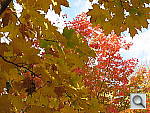 Click to see YIMG_3709.JPG
