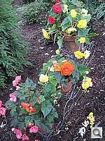 Click to see YIMG_3727.JPG