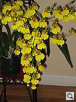 Click to see YIMG_3780.JPG