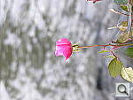 Click to see YPC050289.JPG