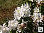 Click to see YP4160878.JPG
