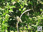 Click to see YP4180970.JPG
