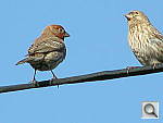 Click to see YP4200982.JPG