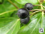 Click to see YP7020961.JPG