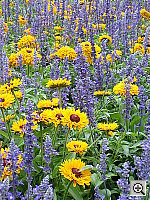 Click to see YDSC00384.JPG