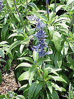 Click to see YDSC00474.JPG