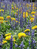 Click to see YDSC00478.JPG