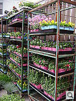 Click to see YDSC07037.JPG