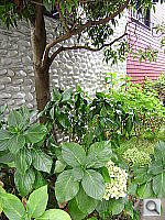 Click to see YDSC07042.JPG