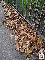 Click to see YDSC07043.JPG