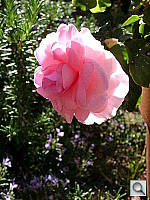 Click to see YDSC07052.JPG