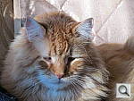 Click to see ycat.jpg