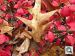 Click to see yleaves.jpg