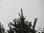 Click to see ytelepine.jpg