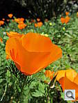 Click to see YIMG_0212.JPG