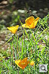 Click to see YIMG_0117.JPG