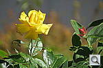 Click to see YIMG_0119.JPG