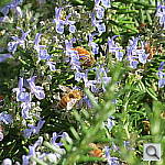 Click to see YIMG_0120.JPG