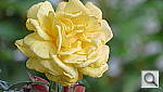 Click to see YIMG_0121.JPG