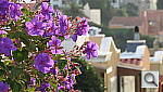Click to see YIMG_0126.JPG