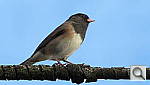 Click to see YIMG_0132.JPG