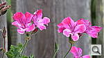 Click to see YIMG_0133.JPG