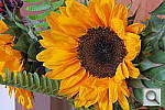 Click to see YIMG_0145.JPG