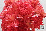 Click to see YIMG_0147.JPG