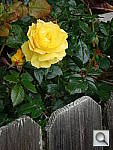 Click to see YP6130129.JPG