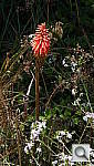 Click to see YP6140174.JPG