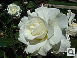 Click to see YDSC00433.JPG
