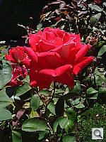 Click to see YDSC00435.JPG