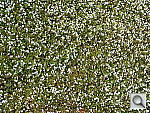 Click to see YDSC00101.JPG