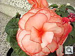 Click to see YDSC00599.JPG