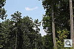 Click to see T3PINE-DPP.JPG
