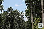 Click to see T3PINE-DPP5.JPG