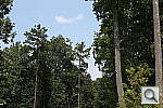 Click to see T3PINE.JPG