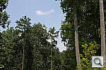 Click to see T3PINE_ACRu250r03.JPG