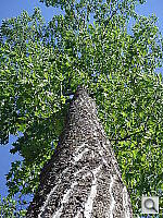 Click to see YDSC00599.JPG