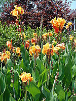 Click to see YDSC0015.JPG