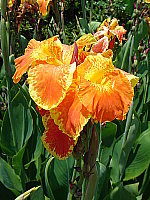 Click to see YDSC0016.JPG