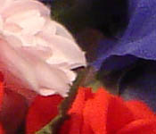 Sony DSC-T33 digital camera image