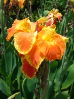 Sony DSC-T33 digital camera image