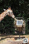 Click to see YIMG_2135.JPG