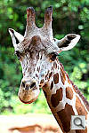Click to see YIMG_2166-DPP3.JPG