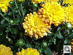 Click to see YDSC00085_macro.JPG
